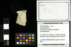 Foto (Objekt + Etiketten) von Goniodromites sp. 